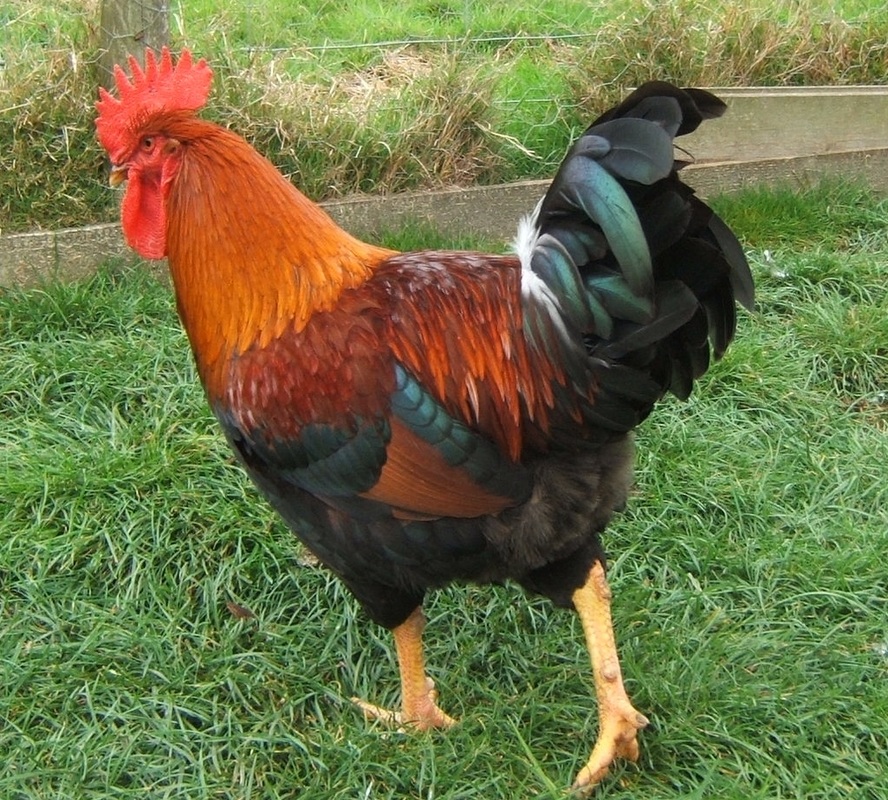 PARTRIDGE WELSUMMER - Bellecross Hens
