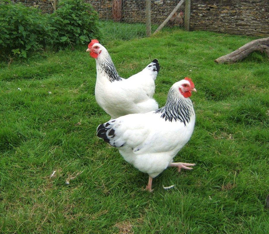 Light Sussex Bellecross Hens